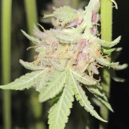 Blüte Report - Mimosa Fast 6x - 00Seeds