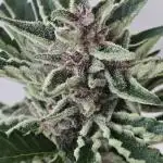 Full Report - Gorilla Girl XL AUTO 1x