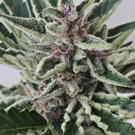 Full Report - Gorilla Girl XL AUTO 1x