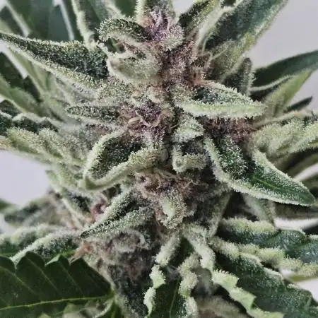 Full Report - Gorilla Girl XL AUTO 1x