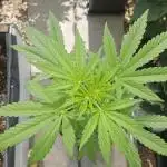 Full Report - Sweet Somango AUTO (1)