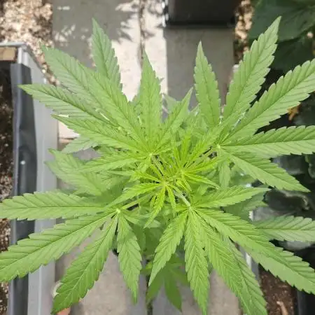 Full Report - Sweet Somango AUTO (1)