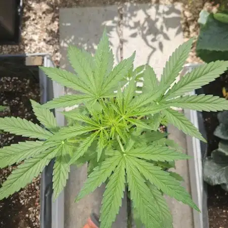 Full Report - Sweet Somango AUTO (2)