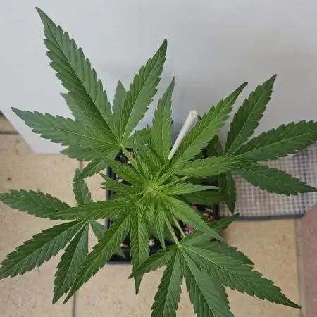 Full Report - OG's Kush (2)