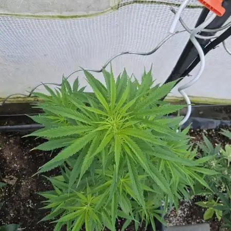 Full Report - Green poison F1 Fast V. 1x