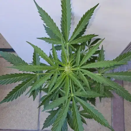 Full Report - White Widow Classic F1 (1)