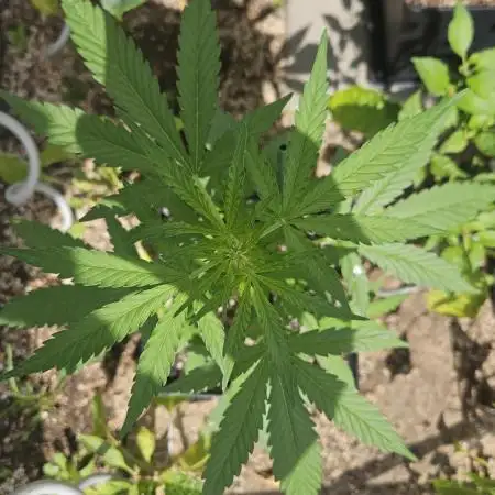 Full Report - Biscotti AUTO
