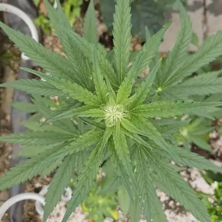 Full Report - Biscotti AUTO