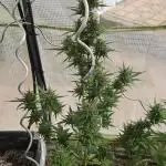 Full Report - Gorilla Cookies AUTO 1x