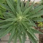 Full Report - Fat Blueberry AUTO (2)