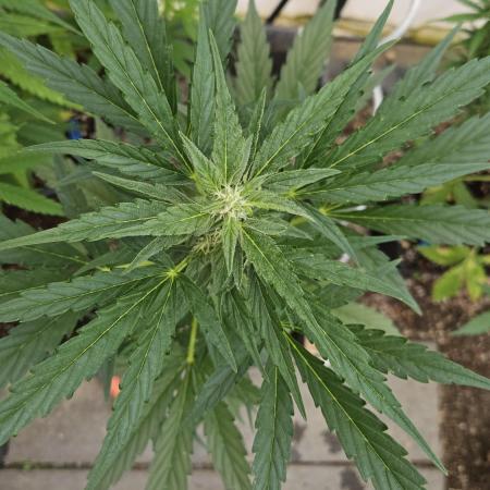 Full Report - Fat Blueberry AUTO (2)