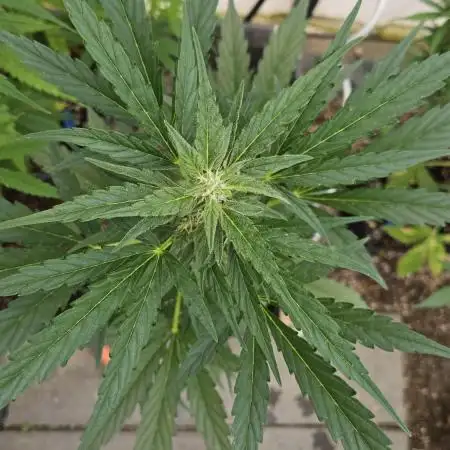 Full Report - Fat Blueberry AUTO (2)