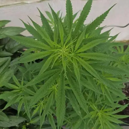Full Report - Green Poison F1 Fast V. 1x