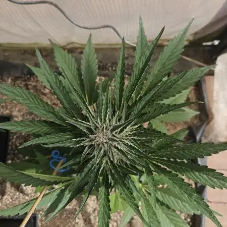Full Report - Gorilla Girl XL AUTO 1x