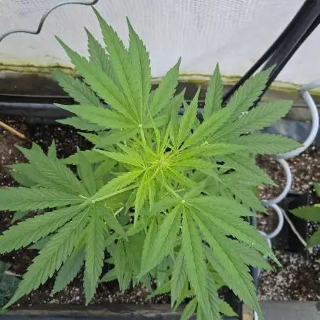 Full Report - Sweet Somango AUTO (1)