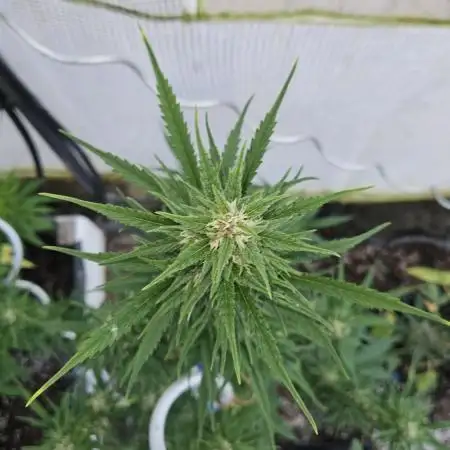 Full Report - Gorilla Cookies AUTO 1x