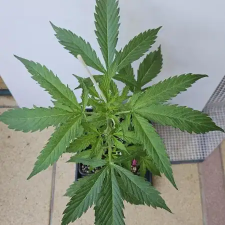 Full Report - White Widow Classic F1 (2)