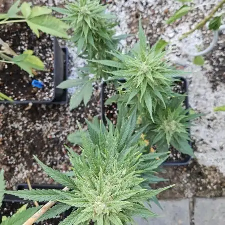 Full Report - AK AUTO 1x