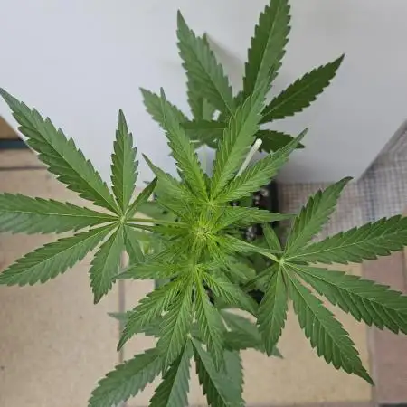 Full Report - OG's Kush (1)