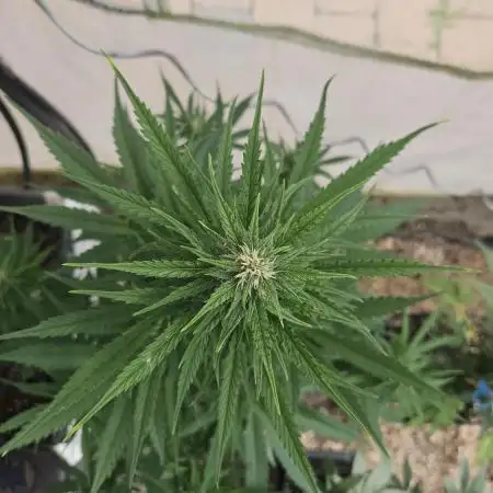 Full Report - Gorilla Cookies AUTO 1x
