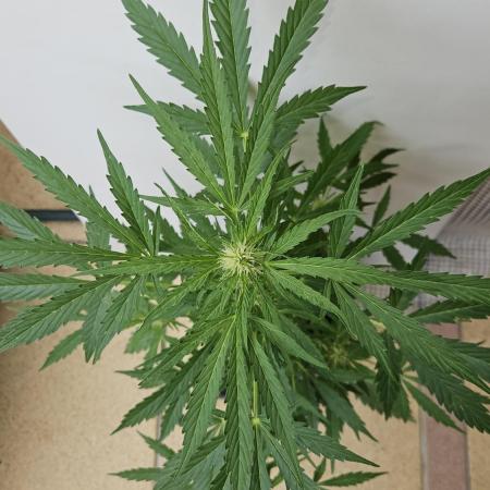 Full Report - White Widow Classic F1 (1)