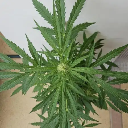 Full Report - White Widow Classic F1 (1)