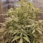Full Report - Money Maker 1x - DWC