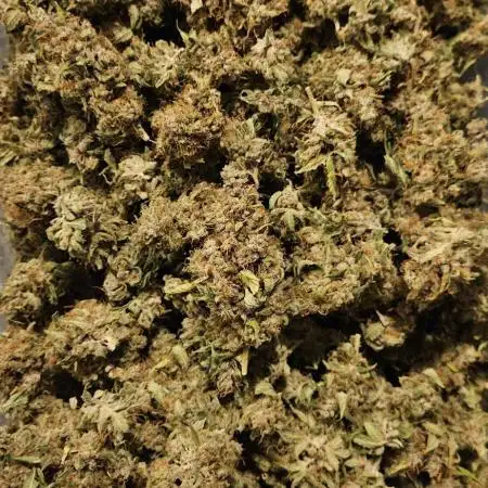 Blüte Report - Mimosa Fast 6x - 00Seeds