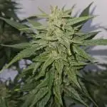 Full Report - AK AUTO 1x