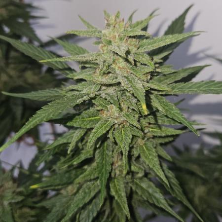 Full Report - AK AUTO 1x