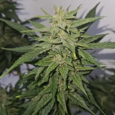 Full Report - AK AUTO 1x