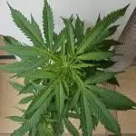 Full Report - White Widow Classic F1 (2)