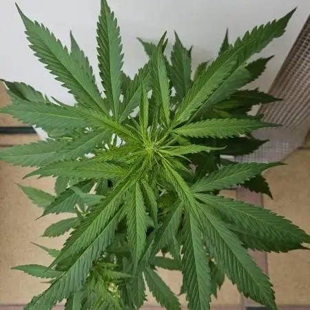 Full Report - White Widow Classic F1 (2)