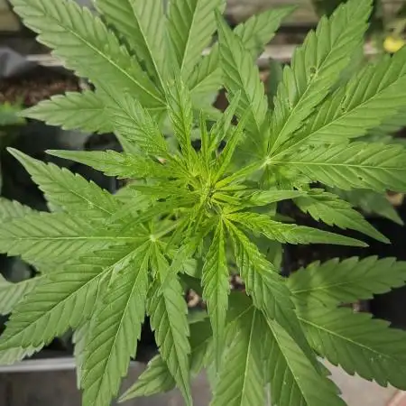 Full Report - Fat Blueberry AUTO (1)