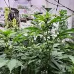 Nepal Kush Flower Cycle