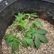 Banana purple punch grow