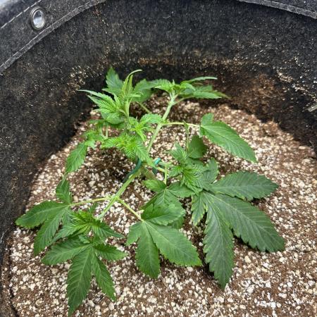 Banana purple punch grow
