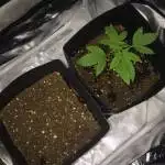 Grow dos Guris
