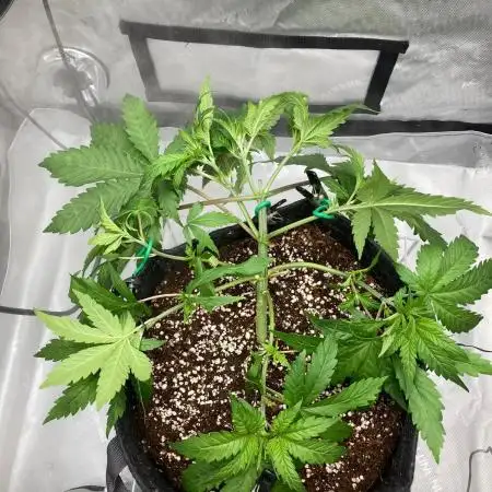 Pineapple Express - (photoperiod)