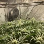 Pineapple Express - (photoperiod)
