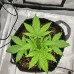Pineapple Express - (photoperiod)