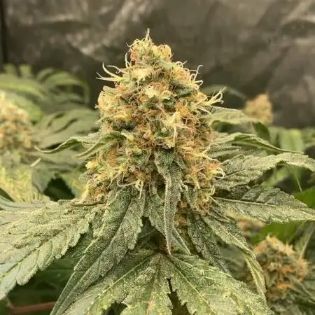 Pineapple Express - (photoperiod)