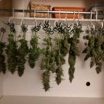 First time grow
