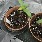 First ever grow (RQS Shogun)