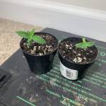 First journal: From germ to bud