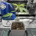 Polar Gelato f Sherbinskis x Silentseeds