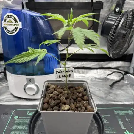 Polar Gelato f Sherbinskis x Silentseeds