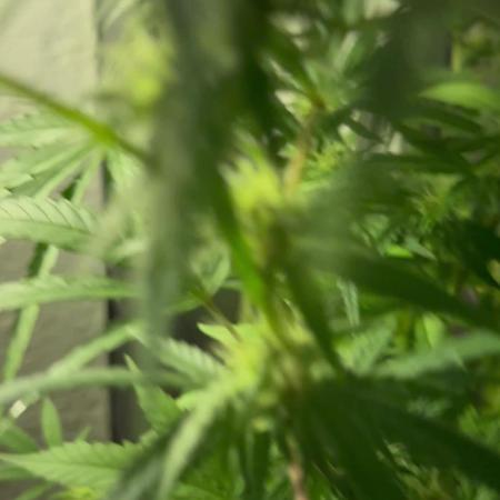 Outdoor Balcony Grow