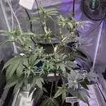 Polar Gelato f Sherbinskis x Silentseeds