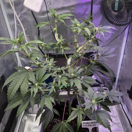 Polar Gelato f Sherbinskis x Silentseeds